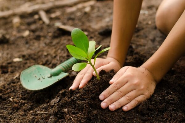 Dạy trẻ cách trồng cây để biết cách quan tâm đến môi trường hơn