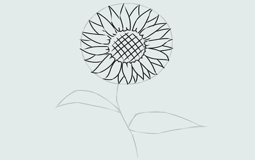 Vẽ hoa hướng dương bằng chì đơn giả