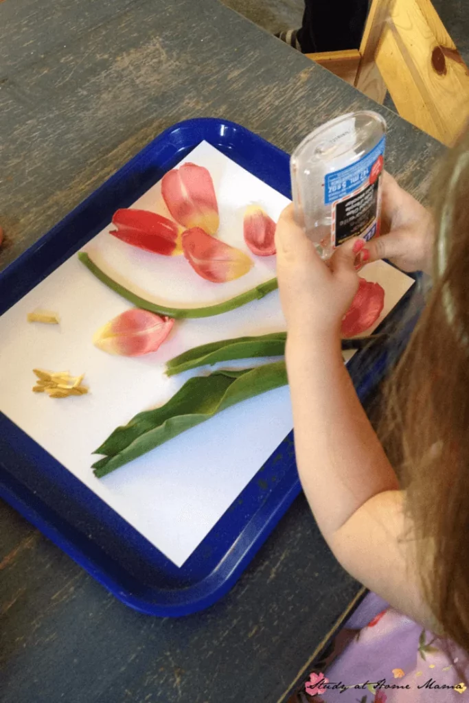 Thí nghiệm STEM cho trẻ mầm non về thực vật. Nguồn: trong ảnh