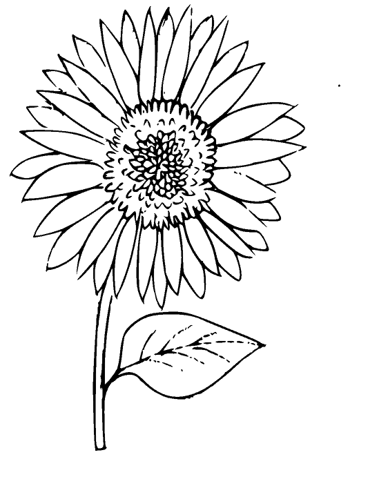 Hình hoa hướng dương