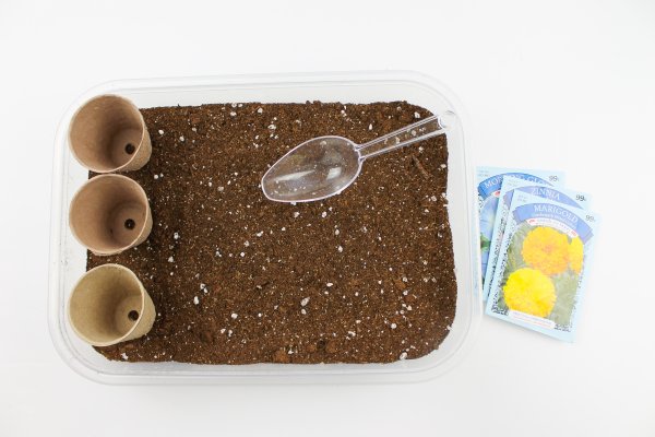 Các bước tiến hành thí nghiệm STEM plant