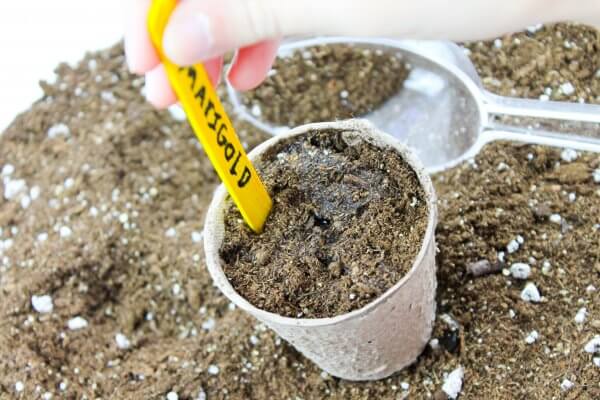STEM plant - Hãy cùng quan sát xem cây phát triển như thế nào nhé!