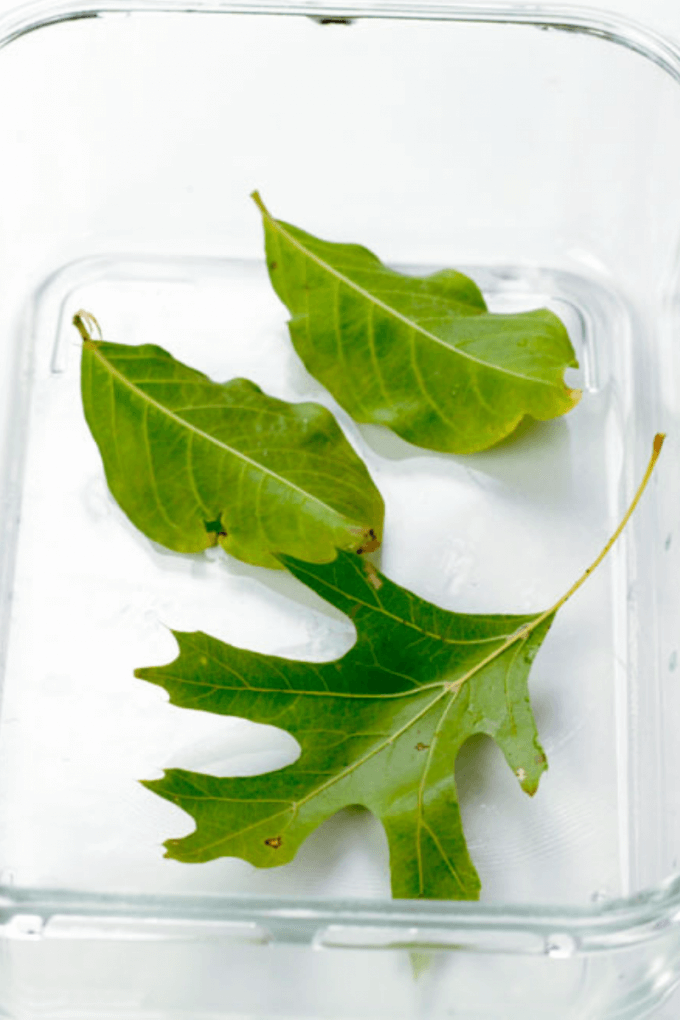 Thí nghiệm STEM Plant nghiên cứu về quá trình hô hấp của thực vật