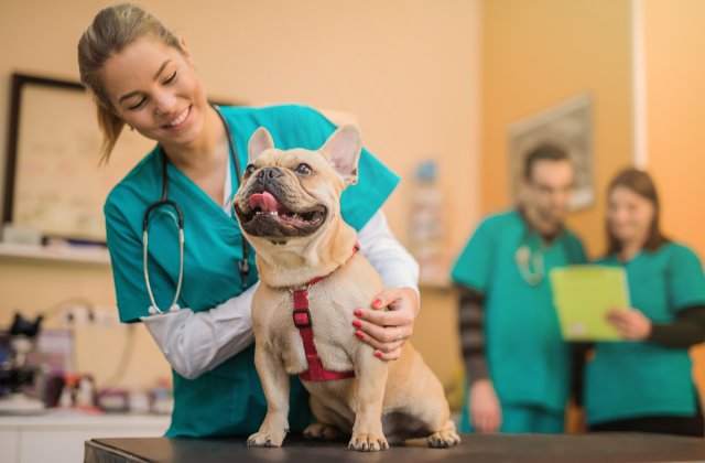 Nghề chăm sóc động vật và thú cưng