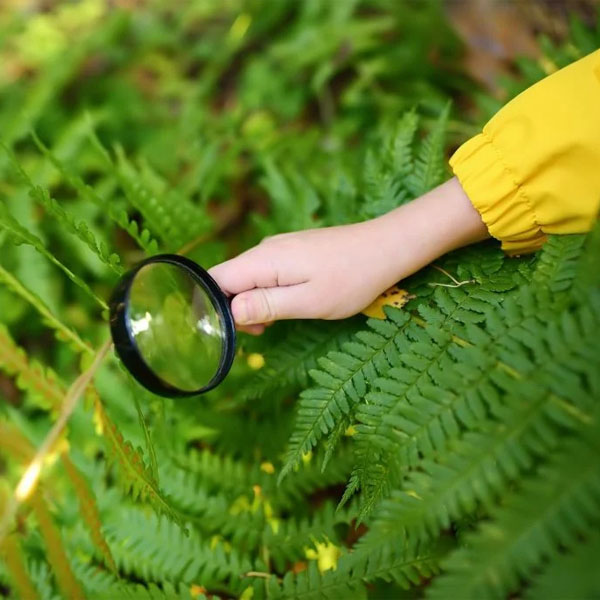 Chi tiết về giáo án STEM Sinh 8